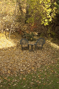 Leaves november in the free