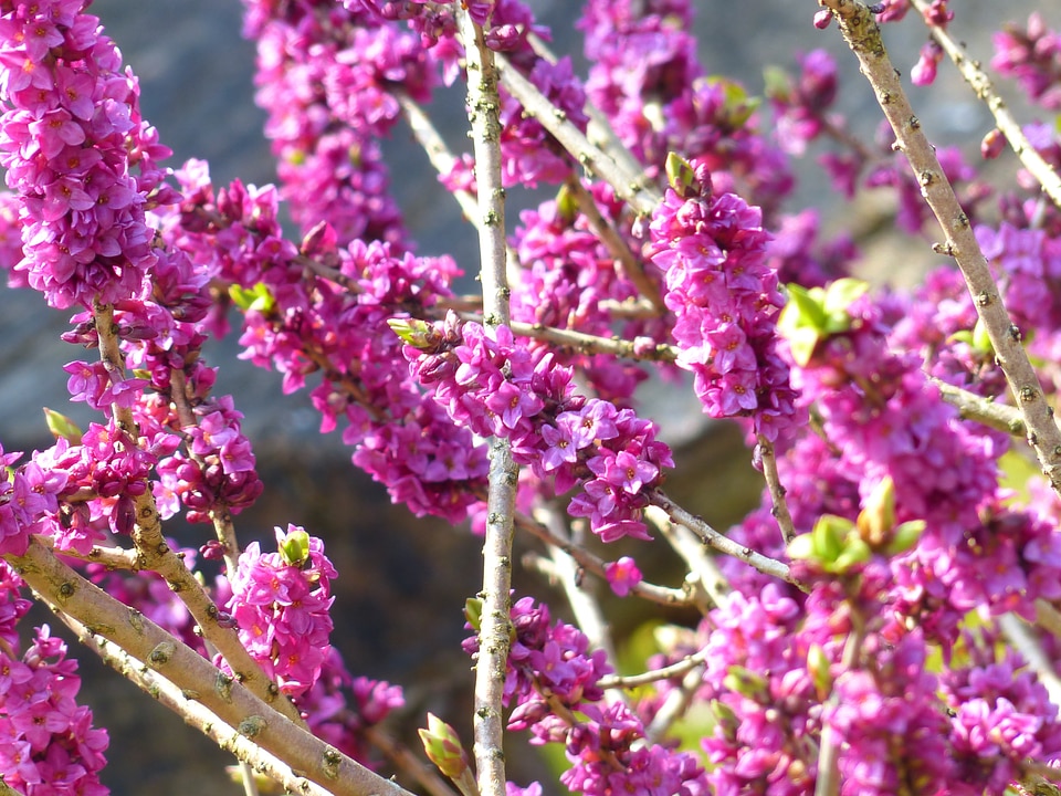 Violet purple branch