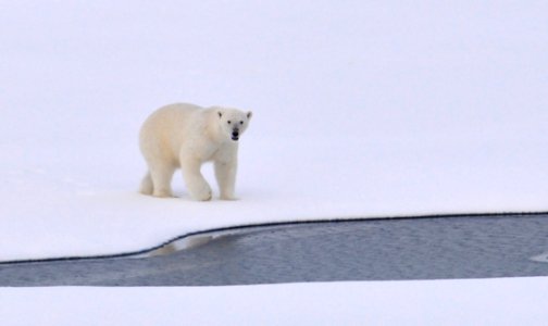 Polar Bear photo