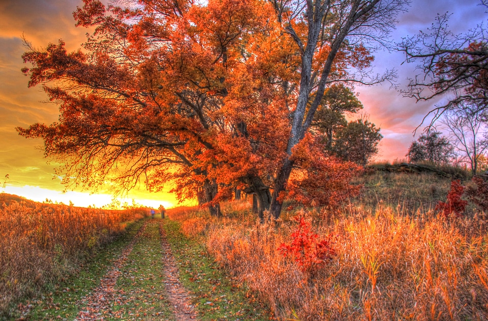 Landscape scenic trees
