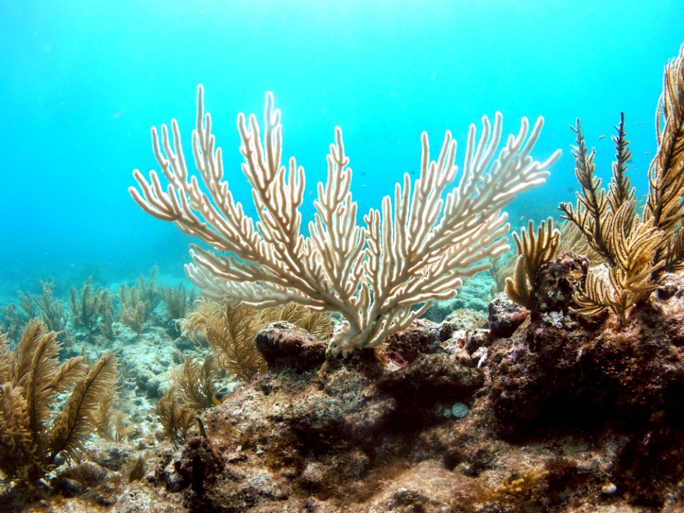 Bent Sea Rod Bleaching