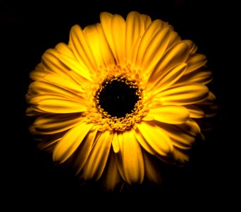 Yellow Gerbera