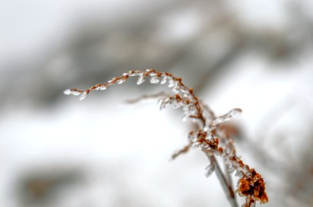 Frozen Branch photo