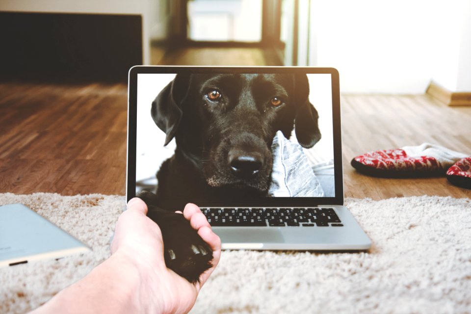Dog Shaking Paw Through Computer Screen