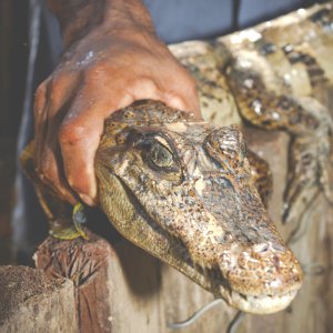 Hand Holding Alligator Head