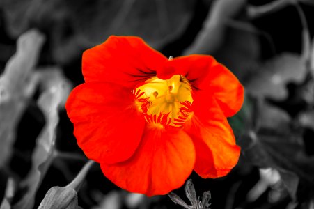 Orange Flower Blossom photo