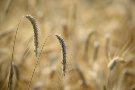 Cereal Grains In Field