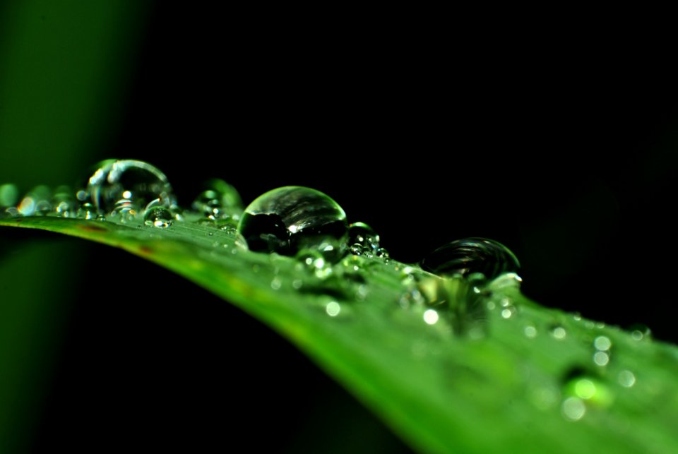 Water Drops On Green Leaf