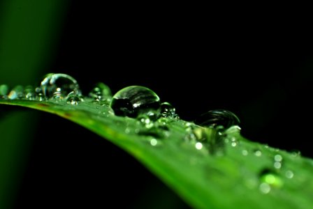 Water Drops On Green Leaf