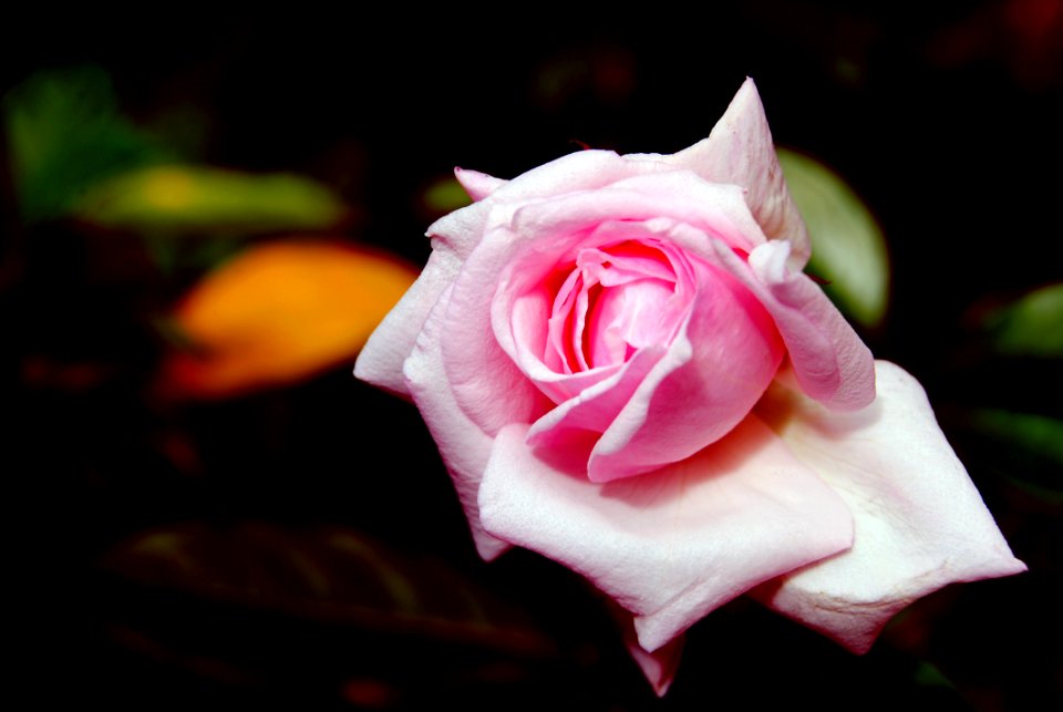 Pink Rose In Bloom