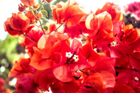 Red Bougainvillea photo