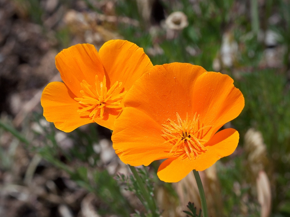 Flower blossom plant