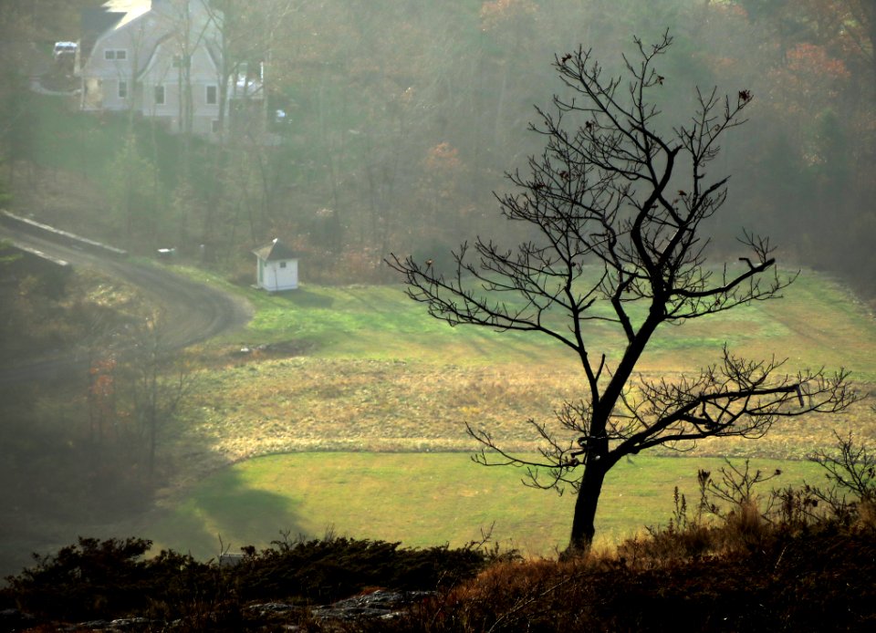 Lonely Tree Overlook