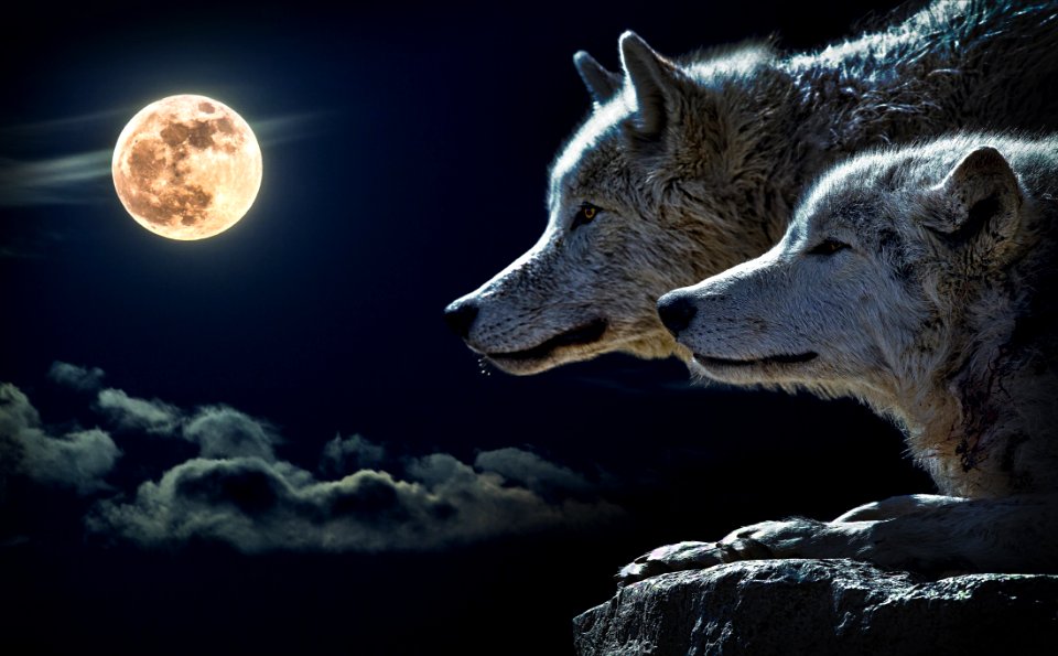 Portrait Of Wolves With Full Moon