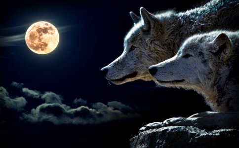 Portrait Of Wolves With Full Moon