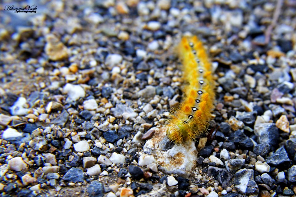 Caterpillar On Pebbles