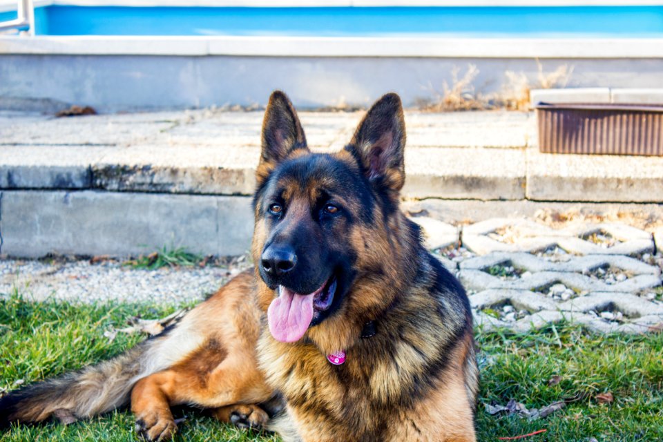German Shepherd Dog Outside