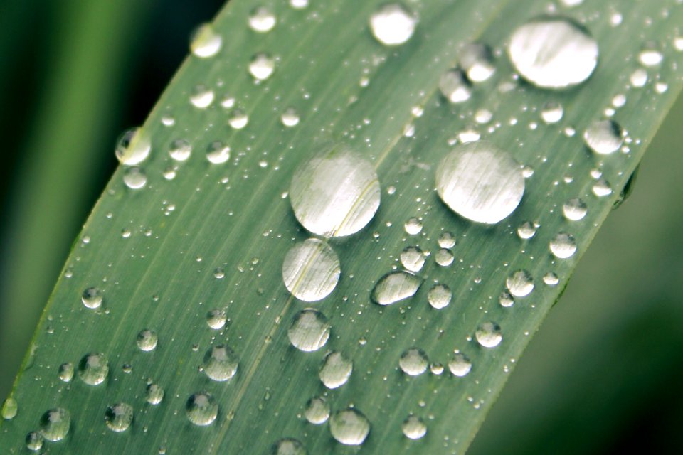 Dew Drops On Plant Leaf