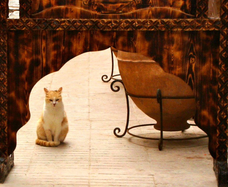 Kingdom Of The Evil Cat