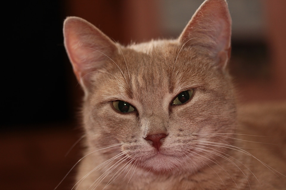 Creature mammal domestic cat