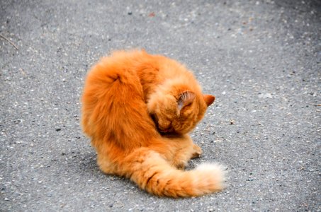Chat 397