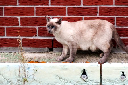 Chat 388