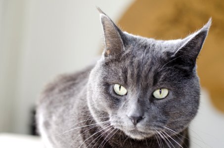Chat 482