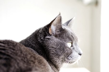 Chat 480