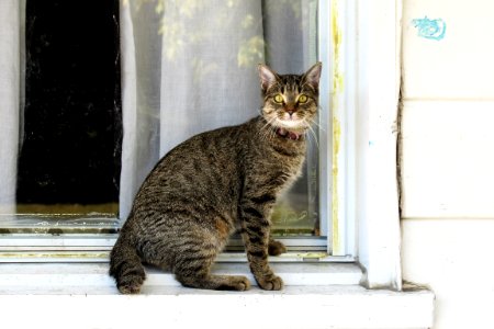 Chat 401