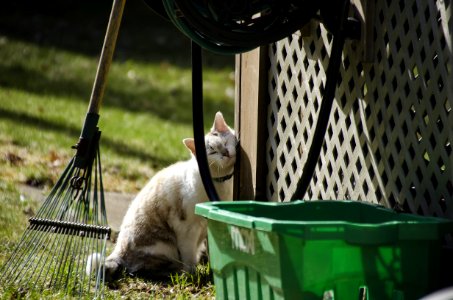 Chat 523