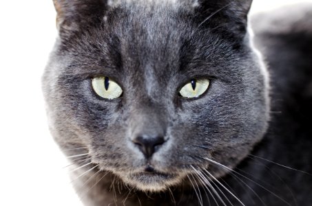 Chat 484