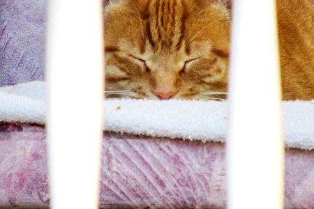 Chat 423
