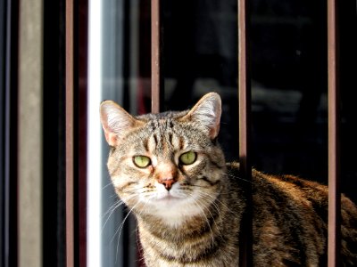 Chat 834