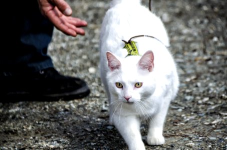 Chat 496