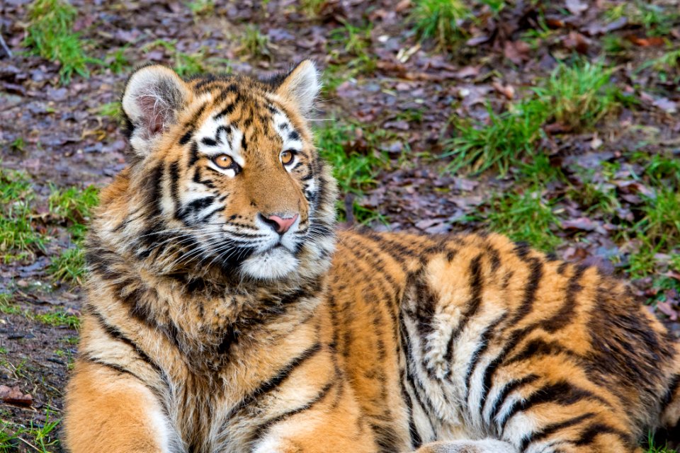Siberian Tiger Cub
