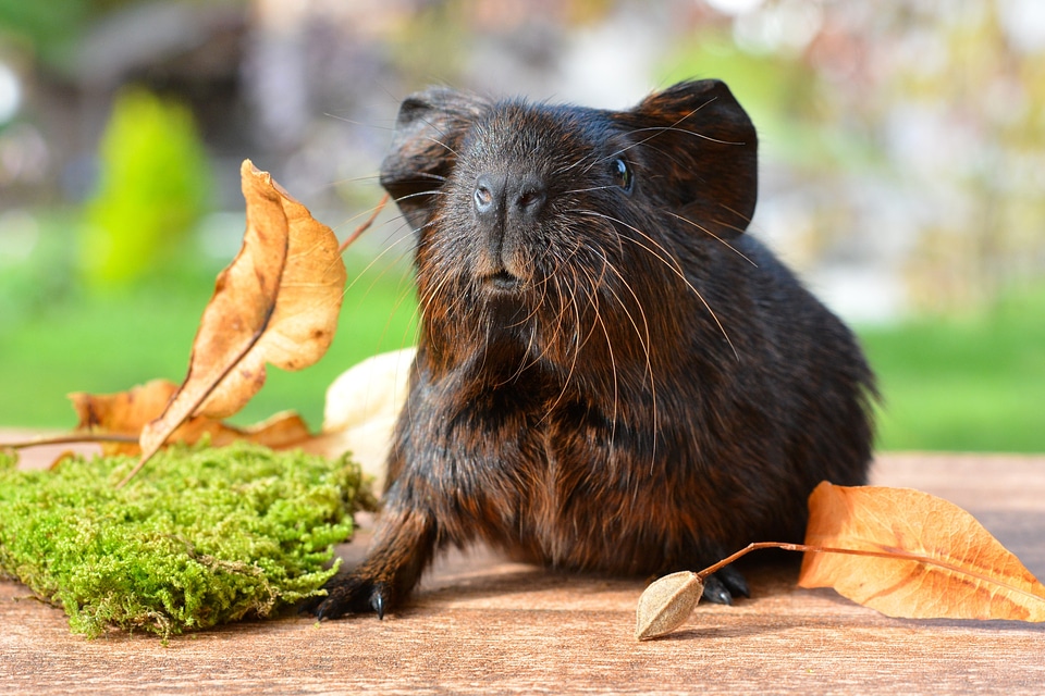 Nager rodent animal