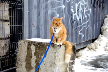 Chat 447