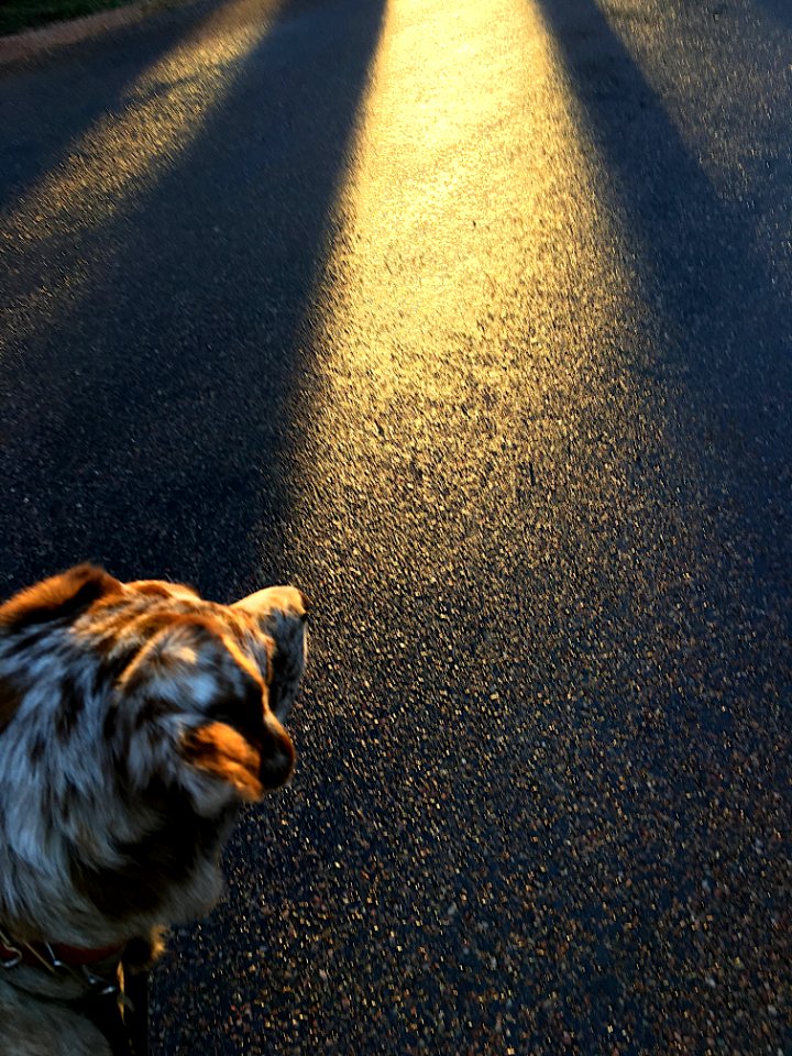 Smelling The Light