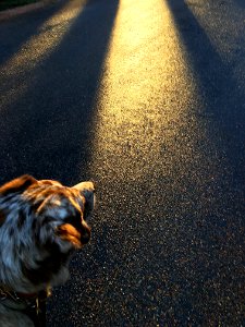 Smelling The Light
