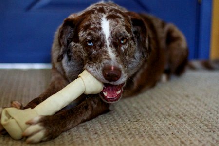 This Bone Gets My Full Attention