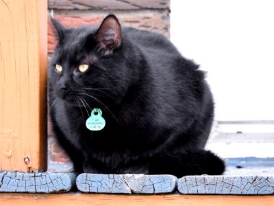 Chat 857