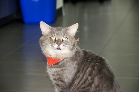 Chat 613