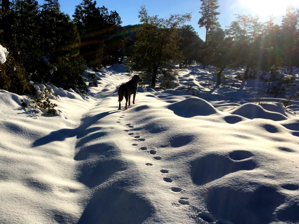 Breaking Trail Where No Dog Has Gone Before