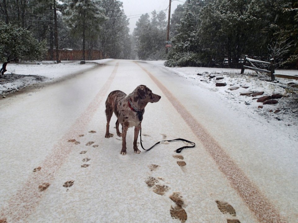 Snow Good I Approve
