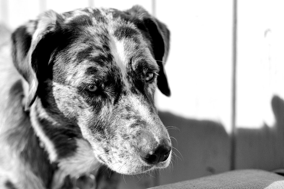 Dogs Have That 1000 Yard Stare Too