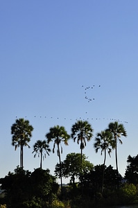 Water zambezi birds