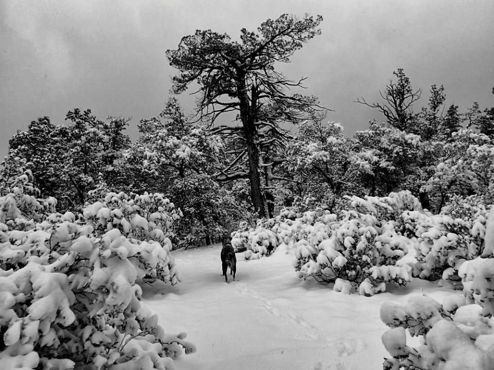 Inspecting The Trail