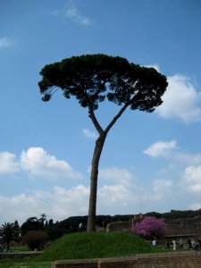 Tall Thin Tree photo