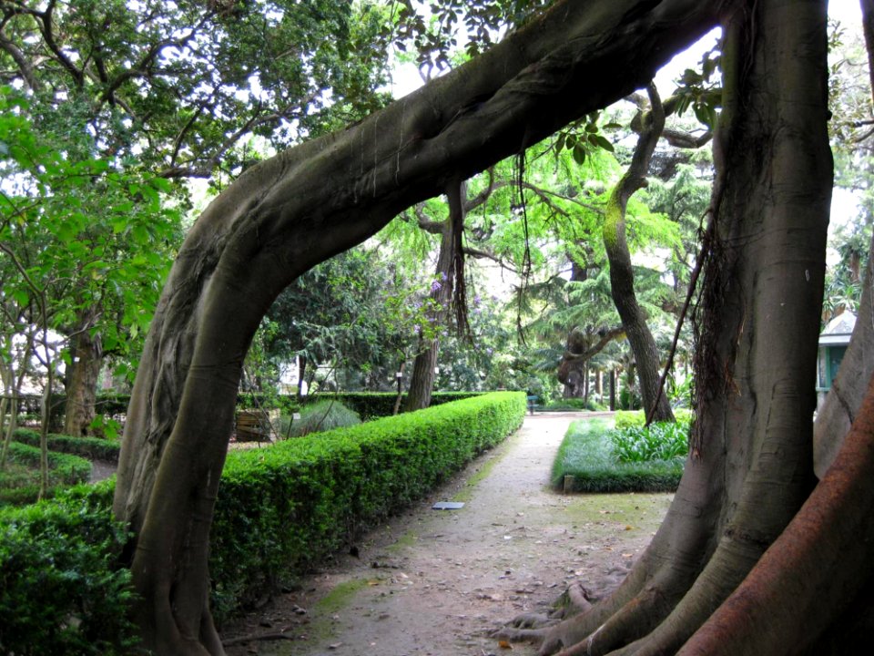 Trees In Park