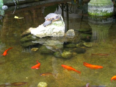 Turtles And Koi photo